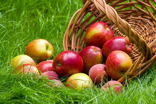 fruits in a basket in summer grass