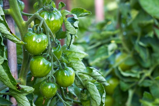 Green Tomatoes in a garden