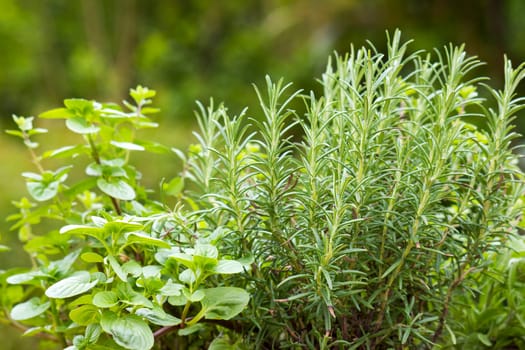 herbs in a garden