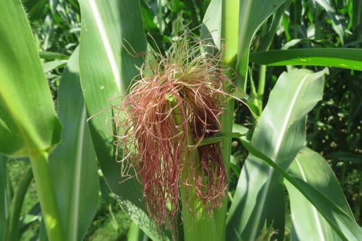 Corn blossom