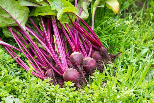 Freshly harvested red beets