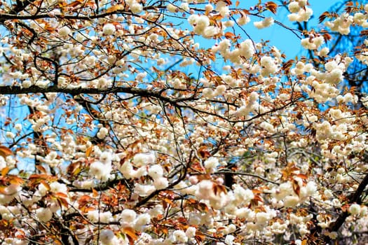 Kyoto, Japan - April 12, 2013