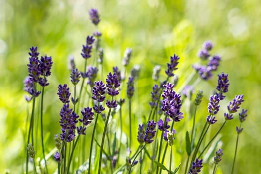 lavender flowers