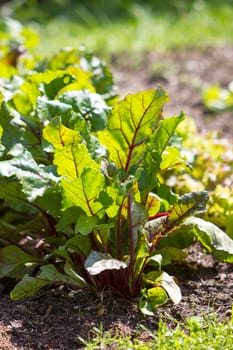 growing beetroot on the vegetable bed