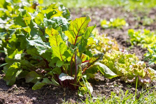 growing beetroot on the vegetable bed