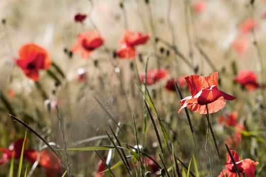 wild poppy flowers