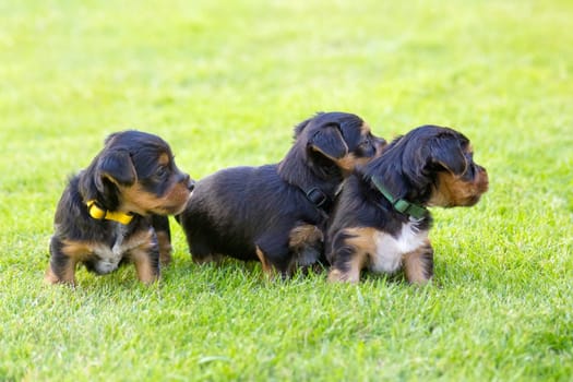 yorkshire terriers