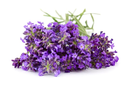 Bunch of lavender flowers on white background