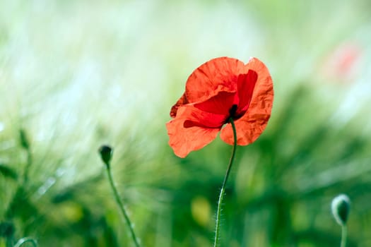 wild poppy flower