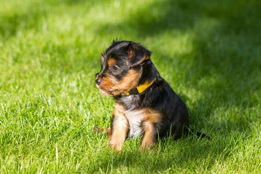 yorkshire terrier