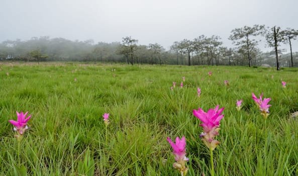 Field of pink Siam Tulip in in misty morning, Thailand