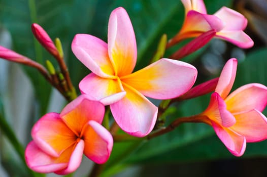 Pink frangipani