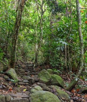 Hiking trail through rainforest, Thailand
