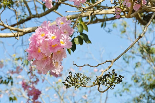 Beautiful pink trumpet or tatebuia blossom