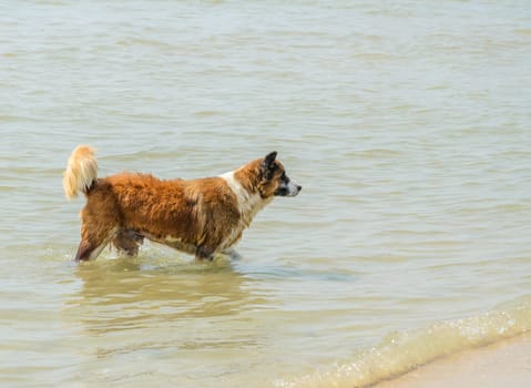 Brown dog in the sea