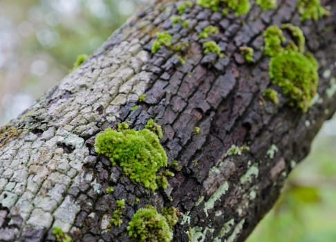 Moss on a tree trunk