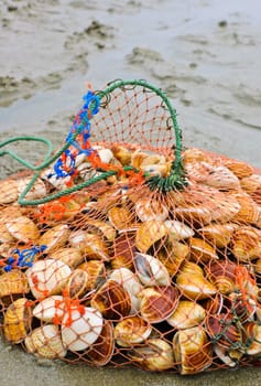 Sea shells in fishing net