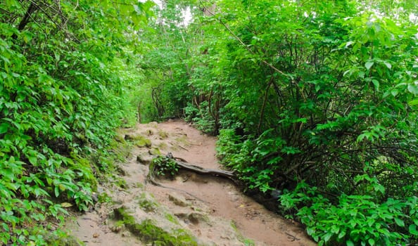 Pathway in tropical rainforest