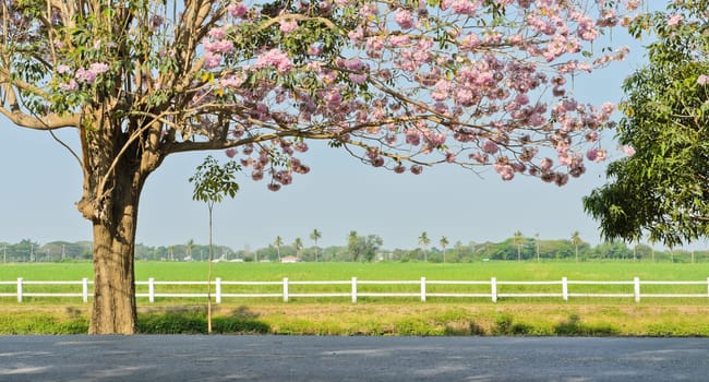 Pink trumpet blossom infront of green field