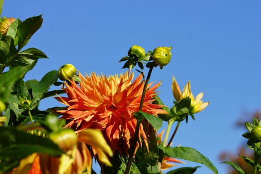 Dahlias