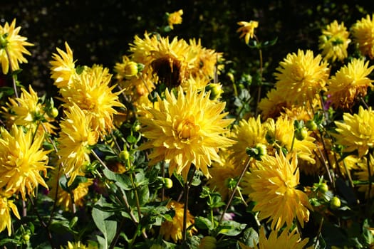 Dahlias