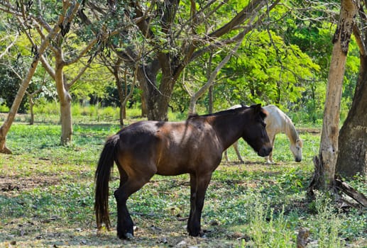 Horses in field