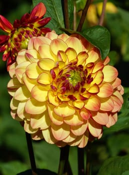 Dahlias