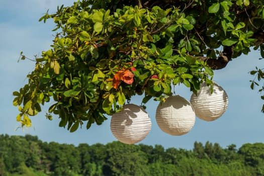 Paper lampions on a tree over the sea in Bali in the Caribbean with blue sky