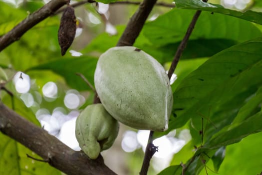 Fresh cocoa nut on a cocoa tree in the tropical rainforest in Bali