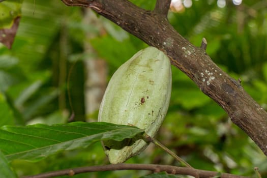Fresh cocoa nut on a cocoa tree in the tropical rainforest in Bali