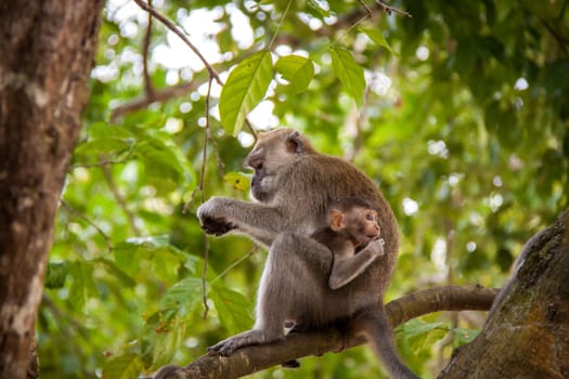 monkey makake primat eats a banana sitting in the forest nature environmental asia travel exotic