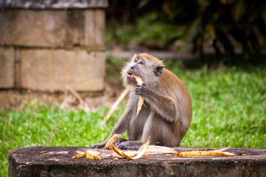 monkey makake primat eats a banana sitting in the forest nature environmental asia travel exotic