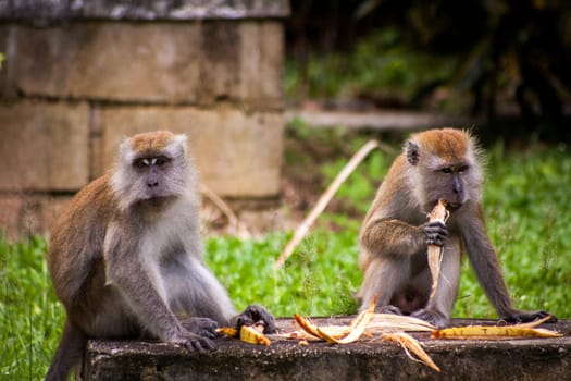 monkey makake primat eats a banana sitting in the forest nature environmental asia travel exotic