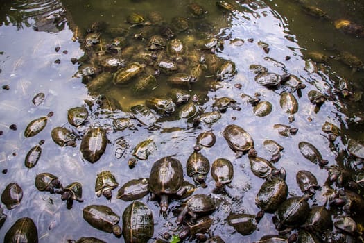 many swamp turtles in the water close-up group exotic nature