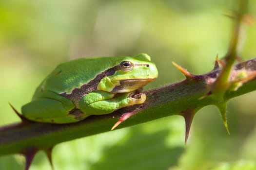 European tree frog - Hyla arborea with raised finger - on a blackberry shrub - sitting between spines - macro-recording