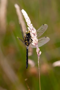 Black heath dragonfly - Sympetrum danae in a macro recording