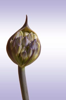 The photograph of an isolated bud from leeks.