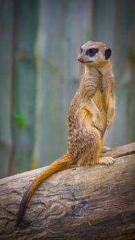 A small suricata sit on the loggat.