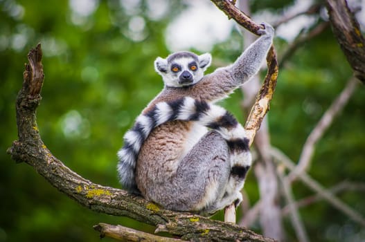 A beautiful Lemur catta watch on the tree.