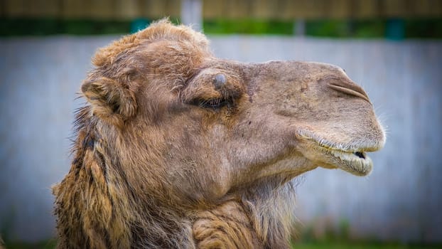 Close up of camel face in a zoo.