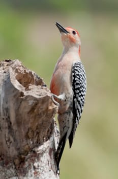 Carolina woodpecker