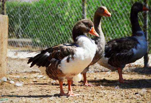 Duck on the farm