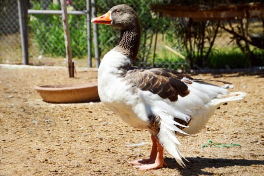 Duck on the farm