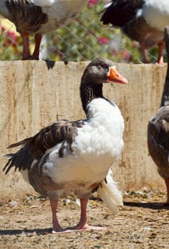 Duck on the farm