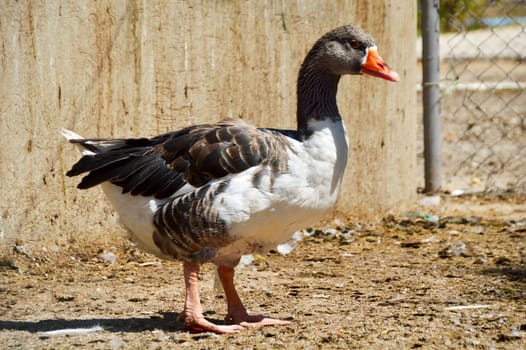 Duck on the farm