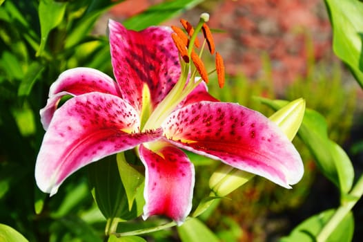 Blooming Lilium in the garden