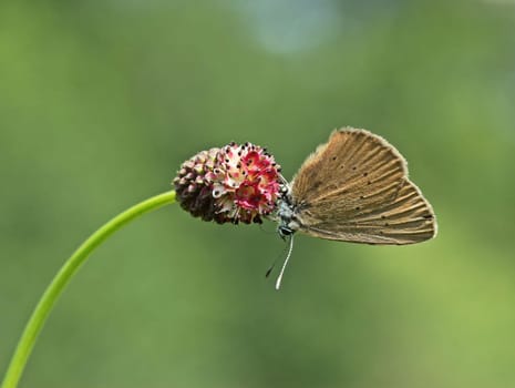Dark meadow-button-ant-blue (Phengaris nausithous)