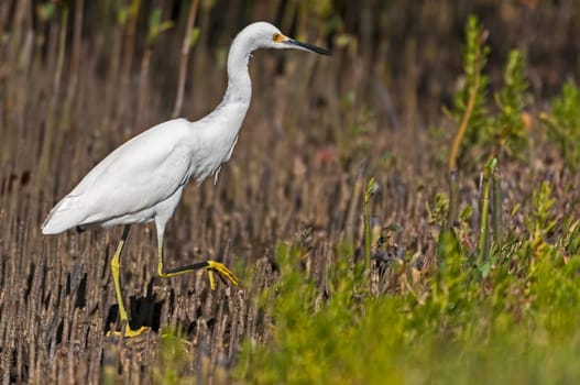 Silk heron