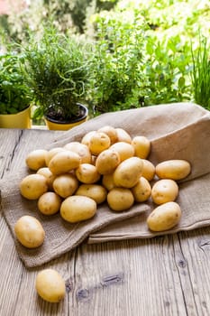 Fresh new potatoes on a jute sack with a green background as a close-up