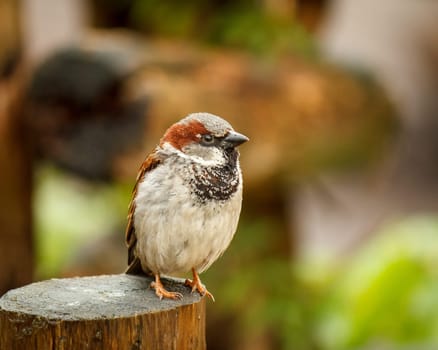This small bird was standing a beautiful pose for me. Very colorful and beautiful in focus against the soft background